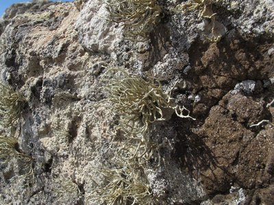 [Ramalina erosa]